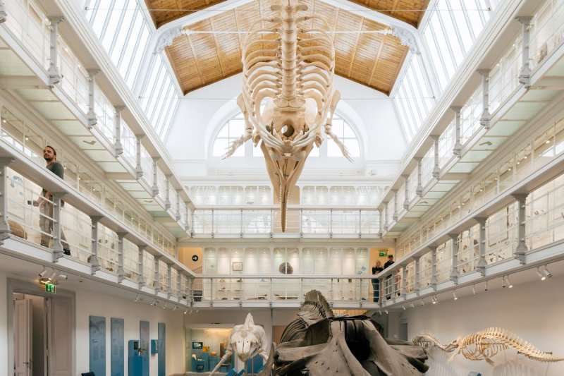 Halle centrale de l'exposition au musée de zoologie de Kiel